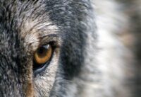 Valokuva suden naamasta, jossa näkyy yksi silmä.