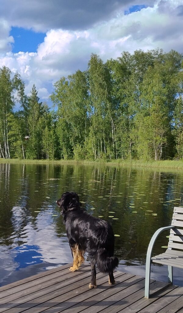 Koira nauttii kesästä laiturilla